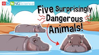 Five Surprisingly Dangerous Animals