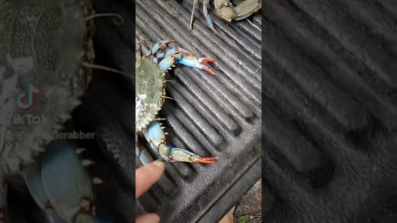Difference between a male and female blue crab