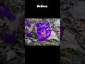 flower before vs after #shorts #trending #photography #photo #flower #plants #nature