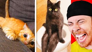 Try NOT to Laugh at Cats Challenge