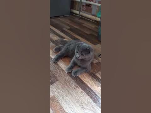 губки бантиком - YouTube