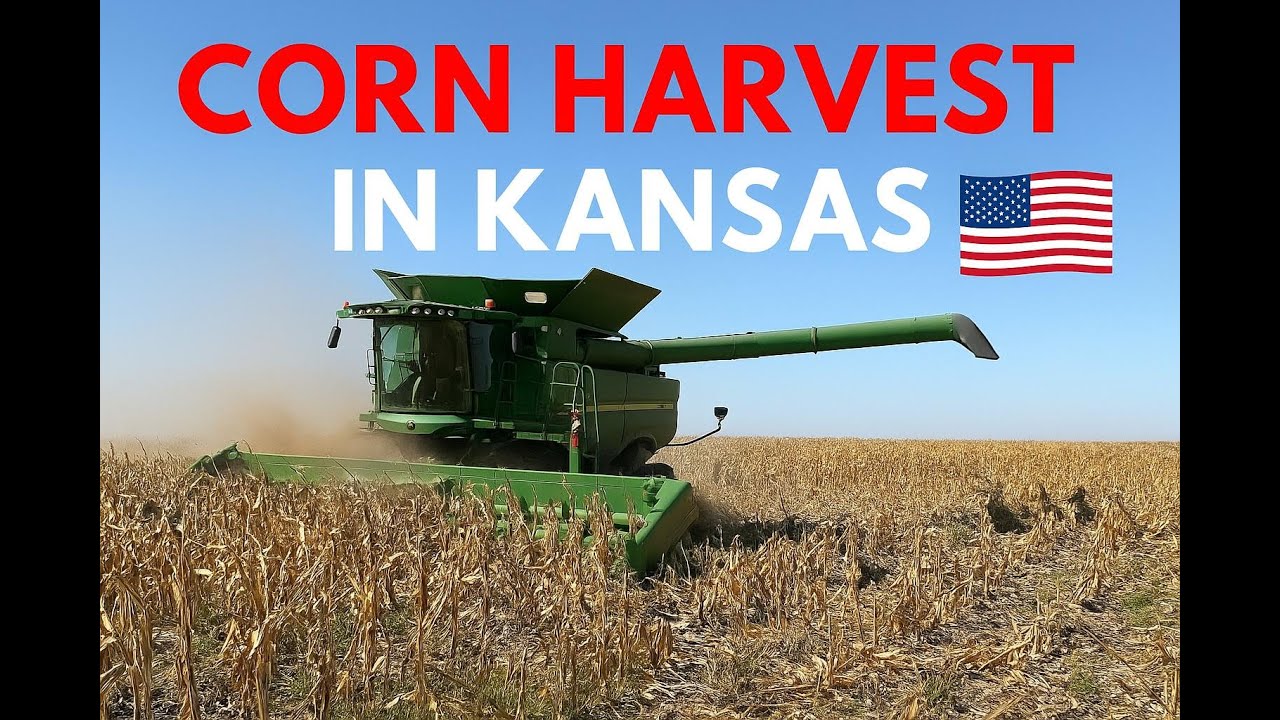 What's it like to harvest corn in Kansas YouTube