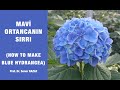 MAVİ ORTANCANIN SIRRI (HOW TO MAKE BLUE HYDRANGEA, CHANGING THE COLOR OF HYDRANGEAS)