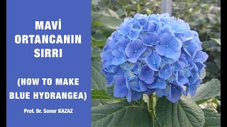 Mavi Ortancanın Sırrı How To Make Blue Hydrangea Changing The Color Of Hydrangeas