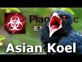 Plague Inc: Custom Scenarios - Asian Koel