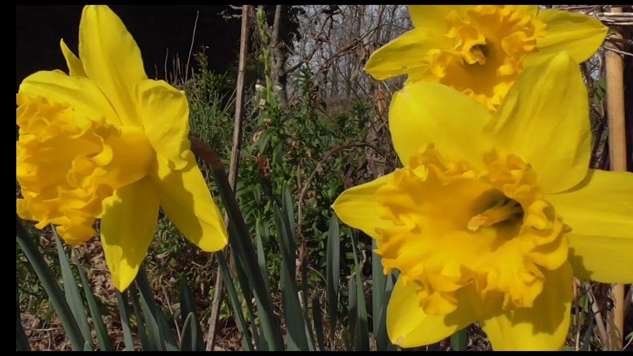 In giardino è vera primavera?