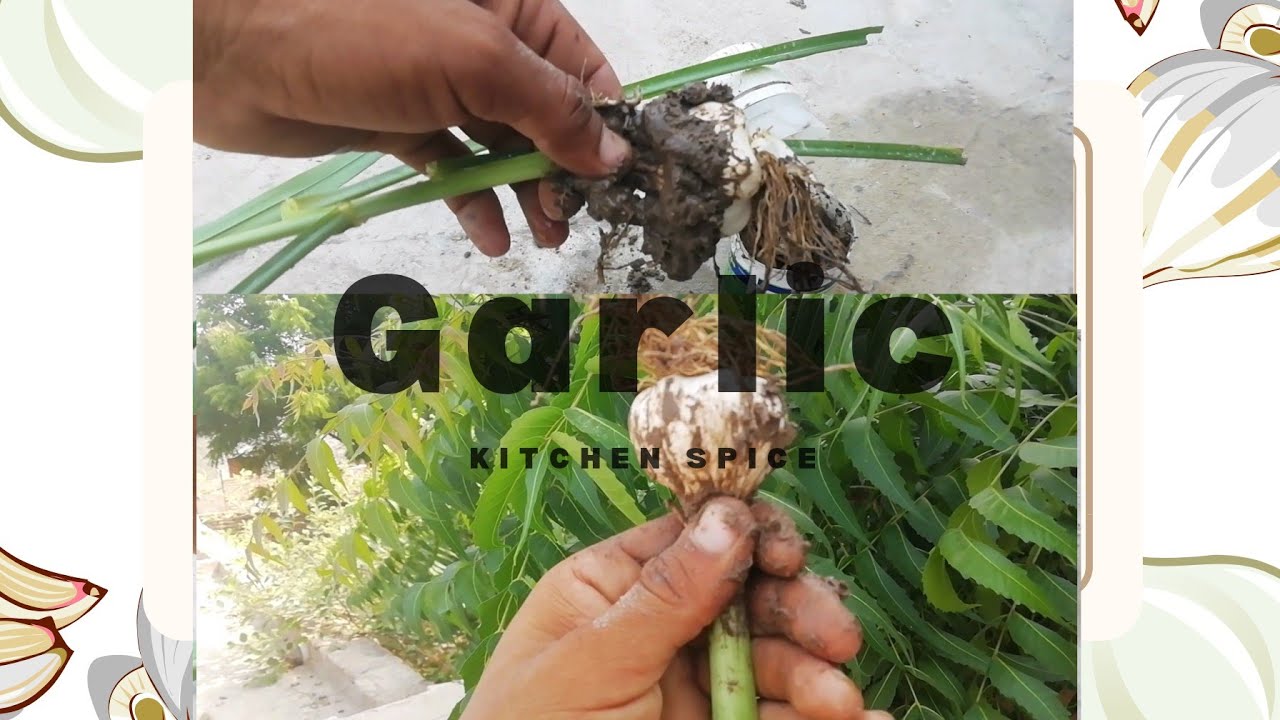 Tips to grow Garlic in bottles. get lots of roots a quickly harvest
