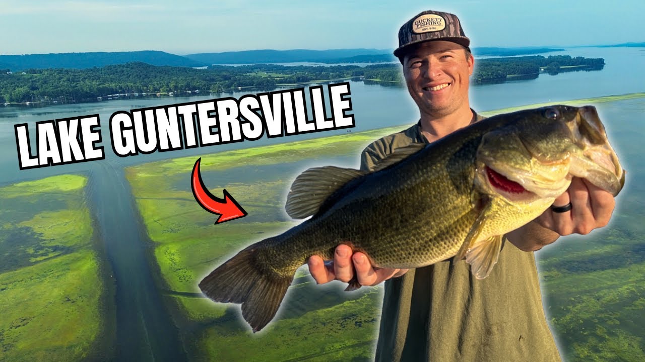 Fishing for GIANTS in the Lake Guntersville grass…