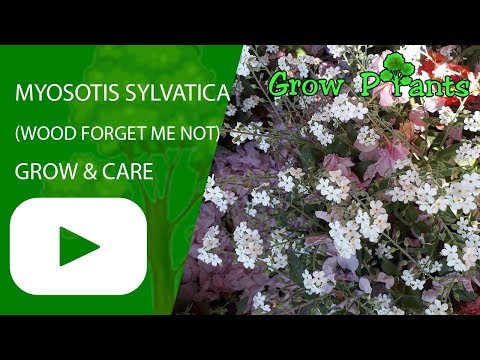 Video: Forget-Me-Not Flowers - Kako uzgajati Forget-Me-Not