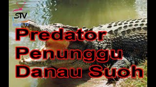 Buaya Predator Terbesar | Buaya Penunggu Danau di Suoh