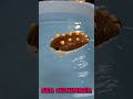 Amazing Sea Creatures for Kids 🐳✨ #underthesea #kidseducation #shorts