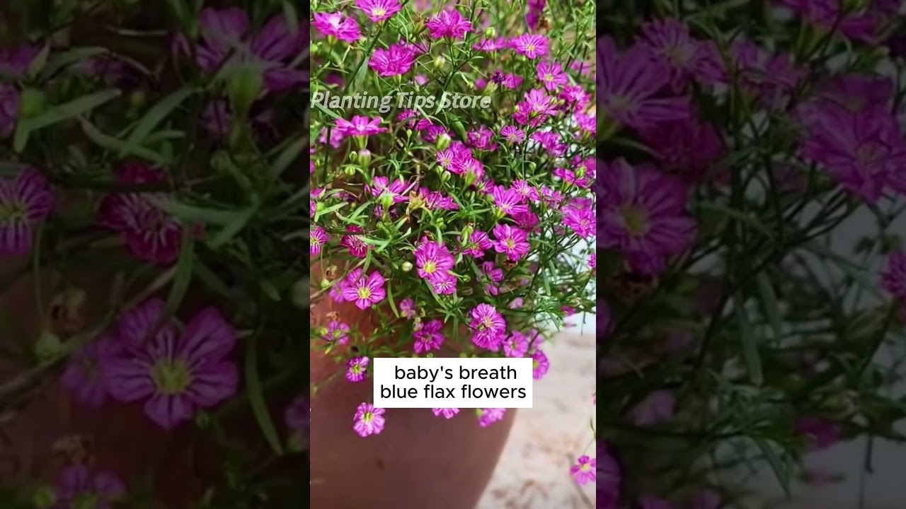 Watch your garden bloom with simple seed planting 
