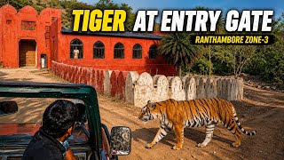 Ranthambore TIGER AT MAIN GATE | Zone 3