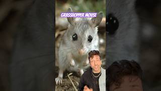 Celebrity The Werewolf Mouse is built different Profile