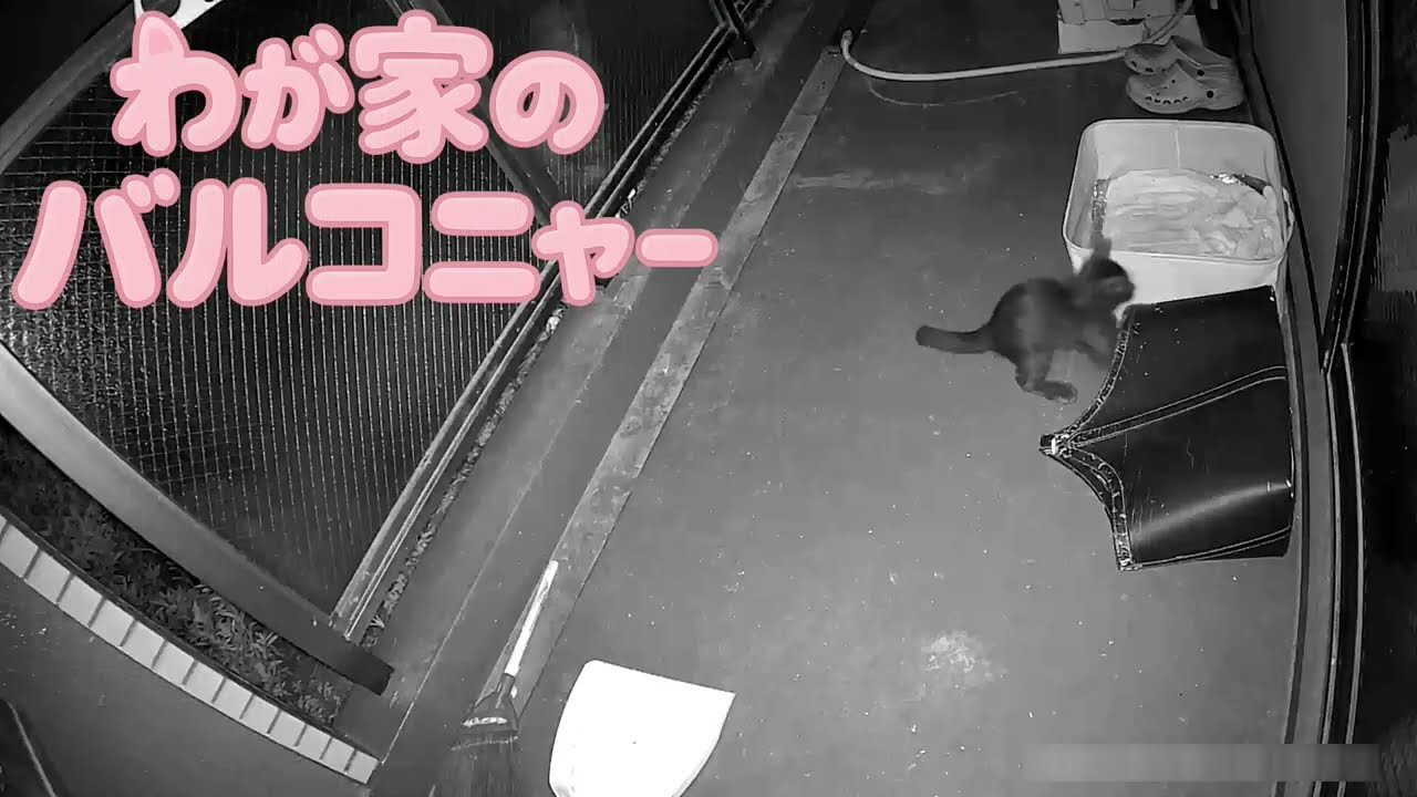 わが家のバルコニャー(158)