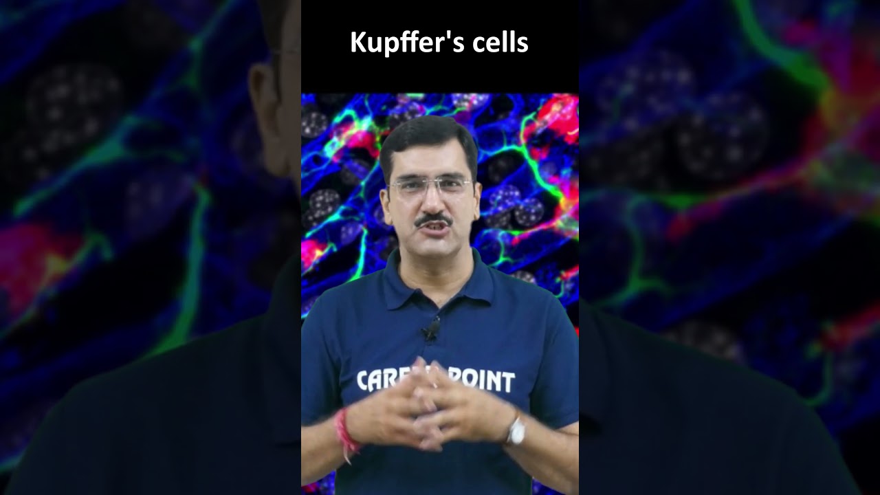 Kupffer's cells 