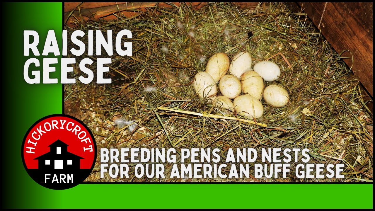 Разведение гусей | Загоны и гнезда для американских жёлтых гусей | весна 2022 г.