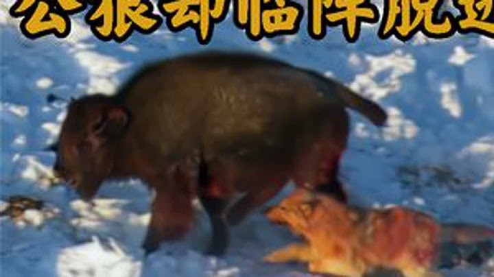 母狼和野牛以命相搏，公狼临阵脱逃导致母狼伤痕累累 #动物世界 #狼 #野牛 #人与自然 #野生动物 #纪录片充电计划