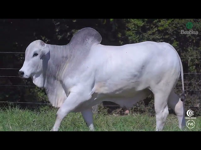Lote 11   Leilão Genética Top Beabisa
