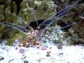 Red Banded Shrimp - Stenopus hispidus.AVI
