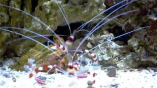 Red Banded Shrimp - Stenopus hispidus.AVI