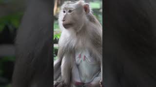 Adorable Baby Monkey videos &amp; Lovely My Monkey-