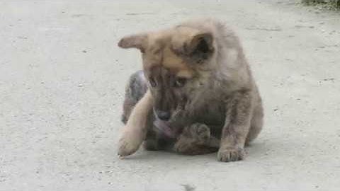 Chó Mông Cộc đuôi vện Hổ đực - CHÓ H