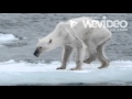 Polar Bear Endangered Video