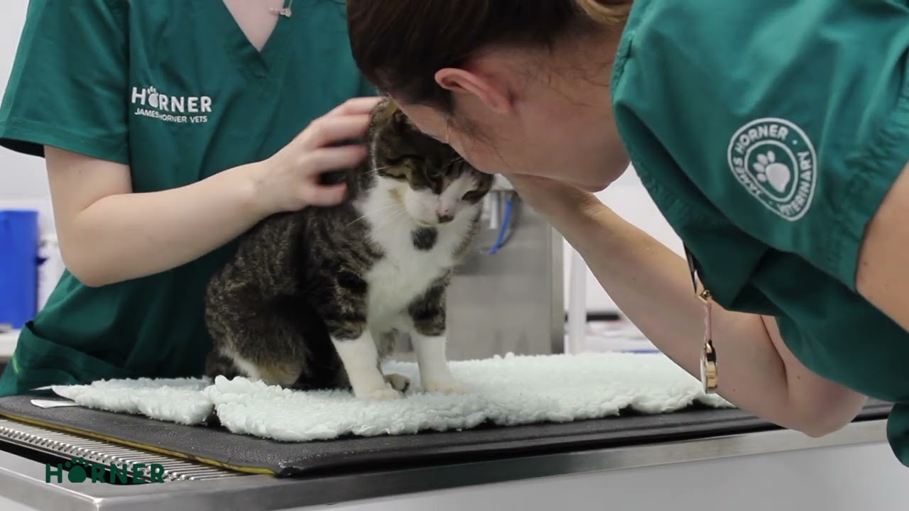 Online Consult Guide