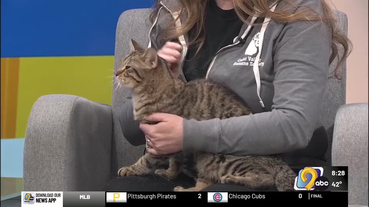 WATCH: Meet Tiger Lily! A sweet cat looking for a loving home