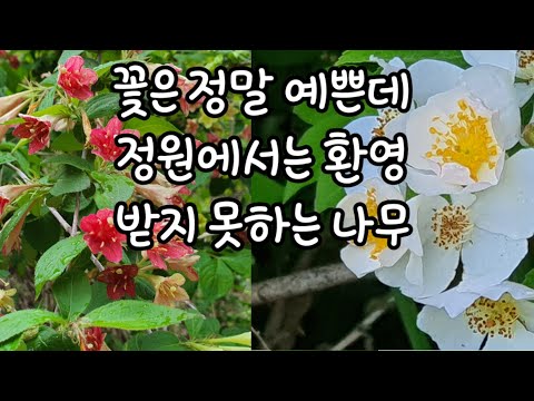 Among the flowers blooming these days, there is a tree that has really pretty flowers but is not ...