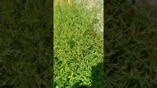 Decurrent False Aster, June 28, 2022