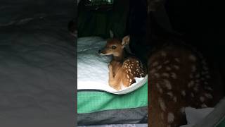 Rescue Baby Deer With Me #wildlife