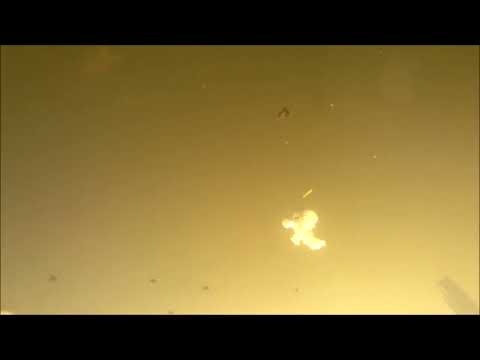 Aalsmeer _ Blowing Wind