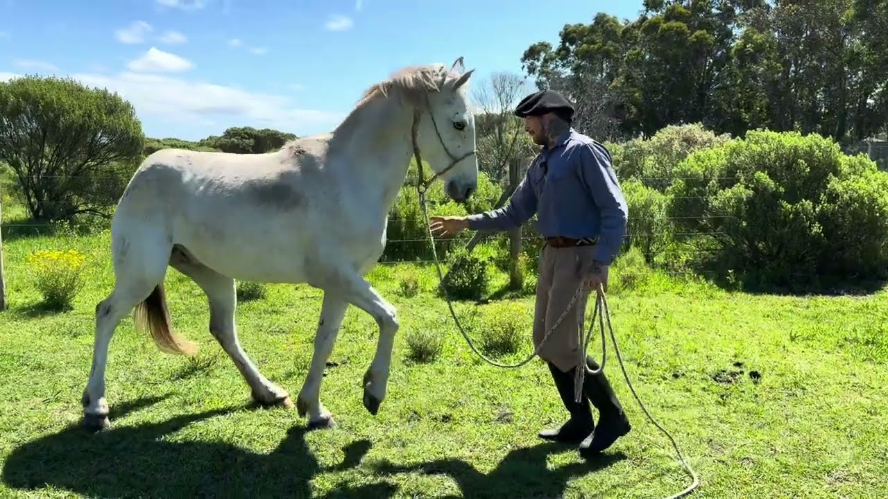 Como iniciar un potro 