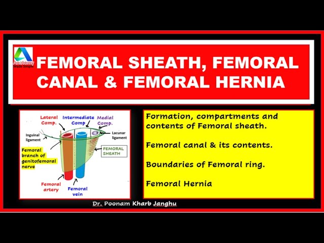 Inguinal Canal: Anatomy and Hernias | Concise Medical Knowledge