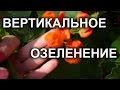 Вертикальное озеленение ландшафта. Турецкие бобы.