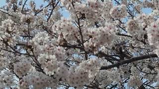 愛知県丹羽郡大口町などを流れる五条川の満開桜並木！厳選ダイジェストまとめ　桜全県制覇【たいちゃん】