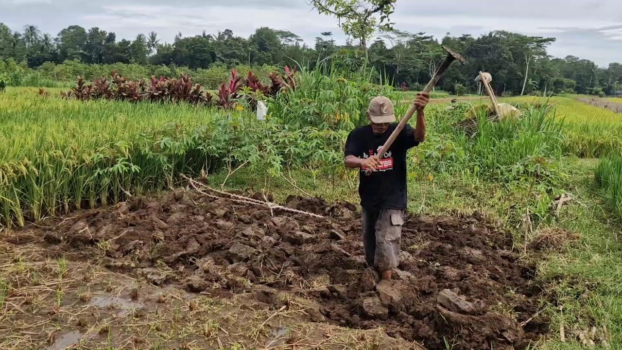 SMART FARMING: EASY RICE FIELD PREPARATION WITH OLD-FASHIONED HOES - Agriculture Farming