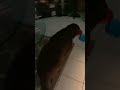 Luggy Is Running Away With Pink And Blue Bowls рџ рџ Luggy Is Running Away With Pink And Blue Bowls рџ рџ