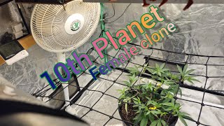 10th Planet week 5 of veg - The Friendly Grower