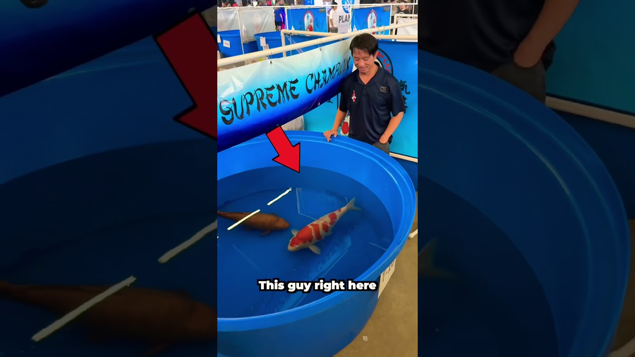 Original Title & Thumbnail