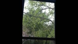 Cardinal fighting his reelection in the window