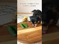 フトアゴヒゲトカゲがドッグフードを食べた反応がコチラ！チワワとトカゲの変わったコンビの日常。＃shorts