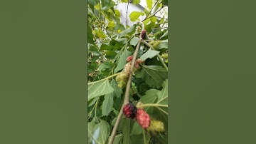 Cây dâu tầm trừ tà ma siêu trái luôn