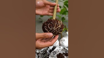 great method of propagation lemon trees from cutting using aluminum foil paper .#garden #lemontree