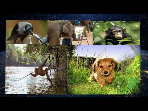 Video: Planetin ən Ağıllı 10 Heyvanı