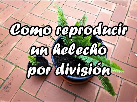 Video: Propagación del corte del aliento del bebé: tomar esquejes de las plantas del aliento del bebé