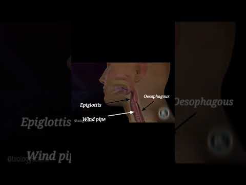 Video: Kas ir epiglottis klase 10?