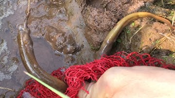 Câu Lươn Ở Ruộng Lươn Khôn Và Khó Cắn Hơn